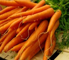 Выращивание моркови - особенности и агротехнические тонкости
