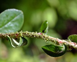 Способы защиты растений от вредителей и заболеваний